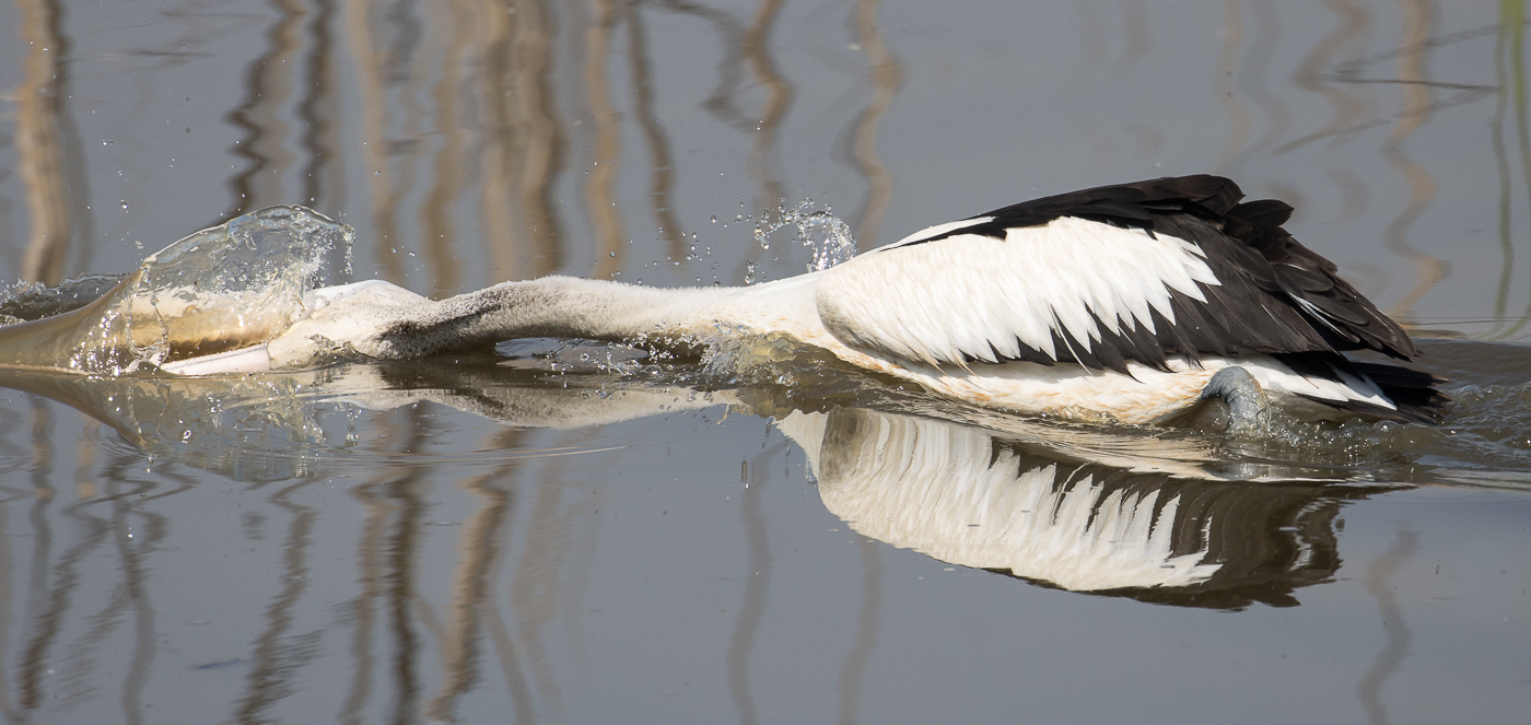Australian Pelican (Image ID 37526)
