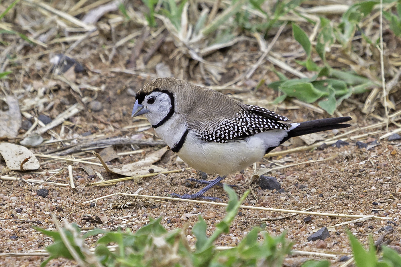 Double-barred Finch (Image ID 37826)