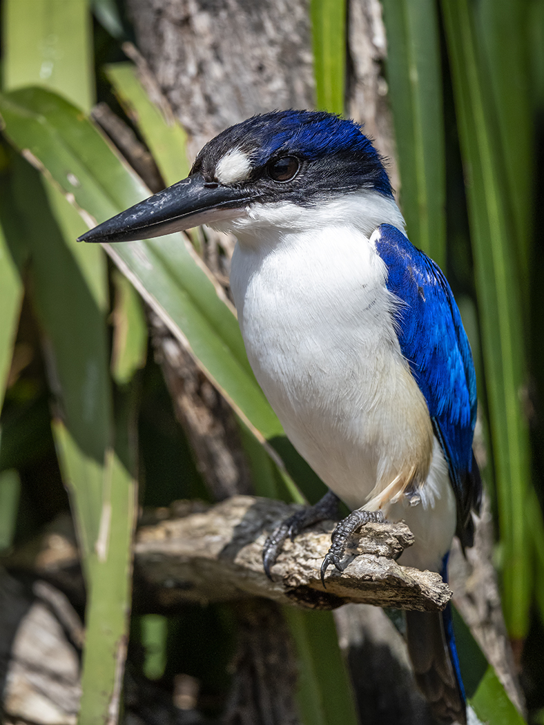 Forest Kingfisher (Image ID 37772)