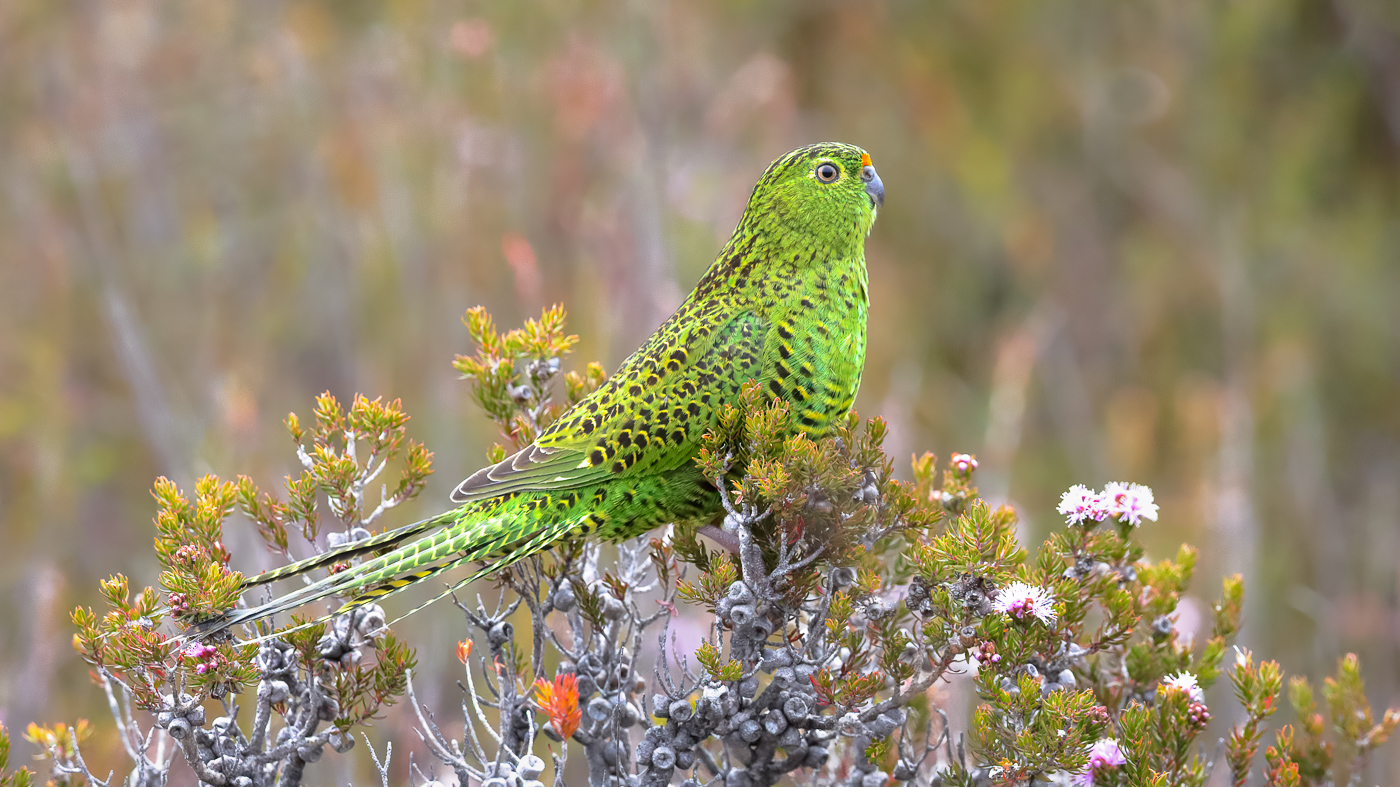Ground Parrot (Image ID 37601)