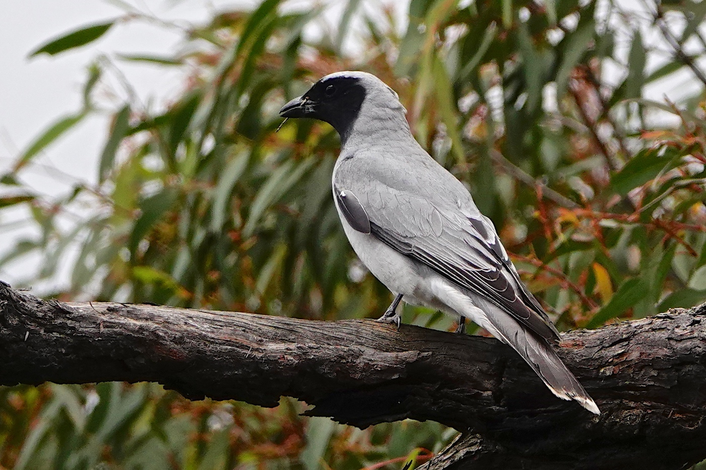 Black-faced Cuckoo-shrike (Image ID 37490)