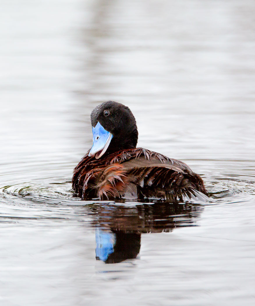 Blue-billed Duck (Image ID 37586)