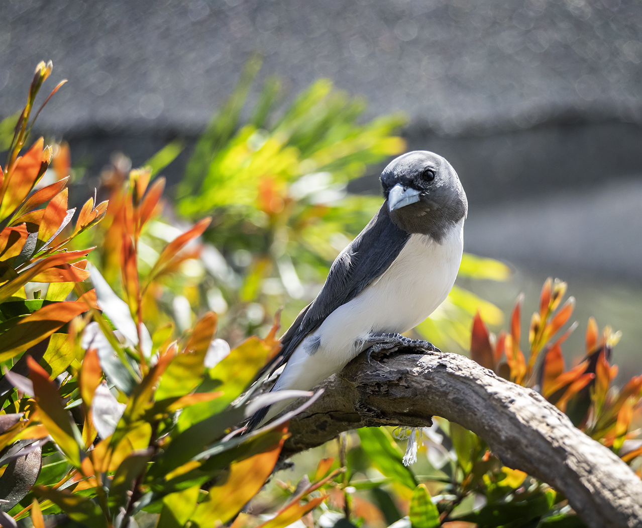 White-breasted Woodswallow (Image ID 37782)