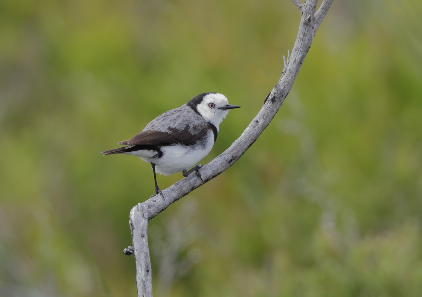 White-fronted Chat (Image ID 37729)