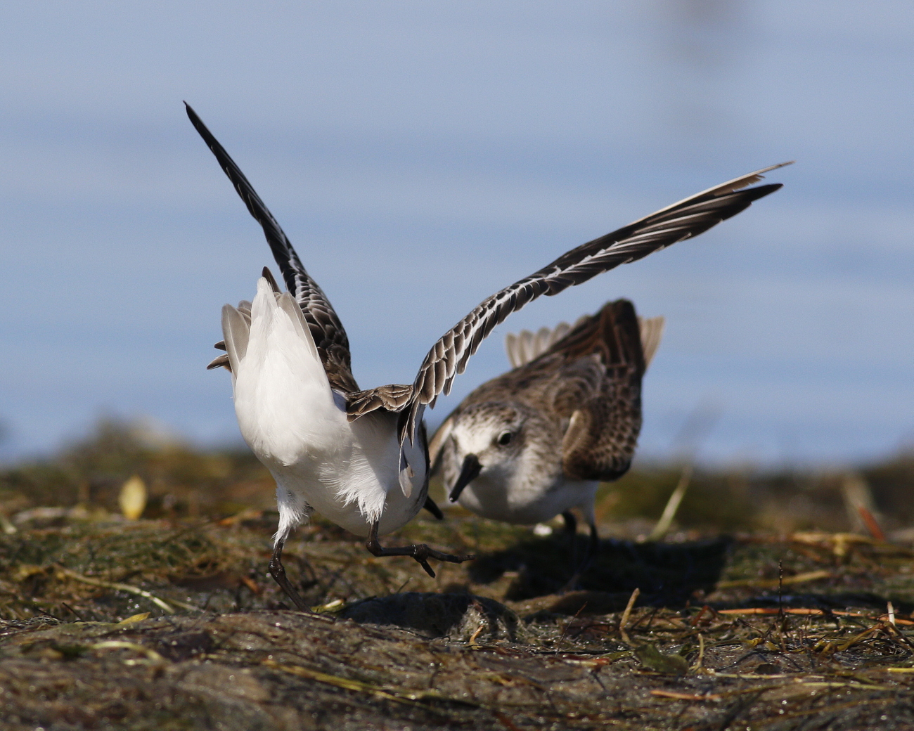 Red-necked Stint (Image ID 37817)