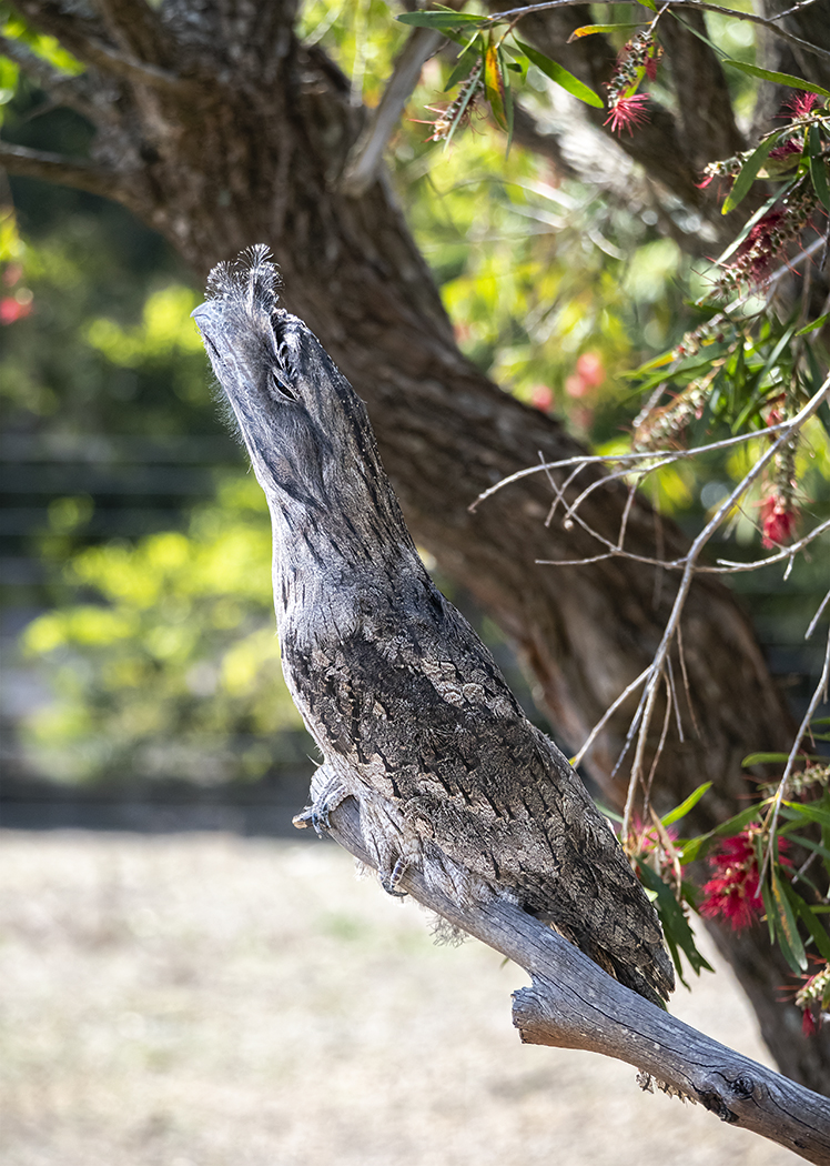 Tawny Frogmouth (Image ID 37807)