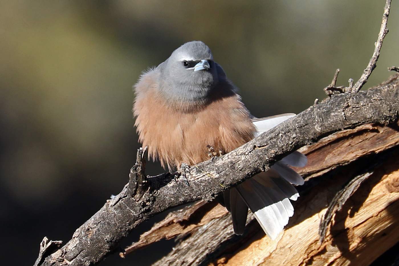 White-browed Woodswallow (Image ID 37569)