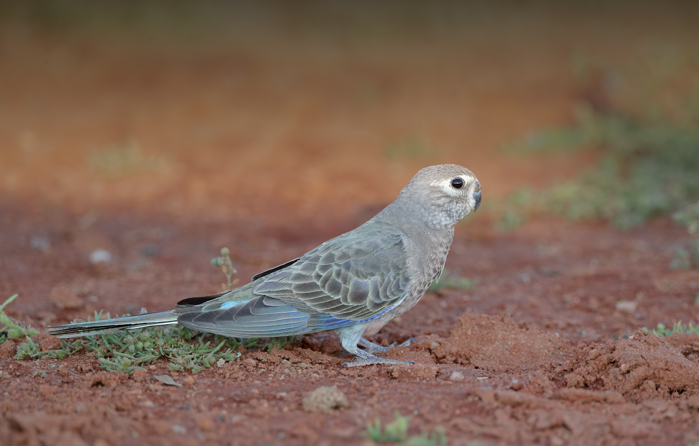 Bourke's Parrot (Image ID 37711)