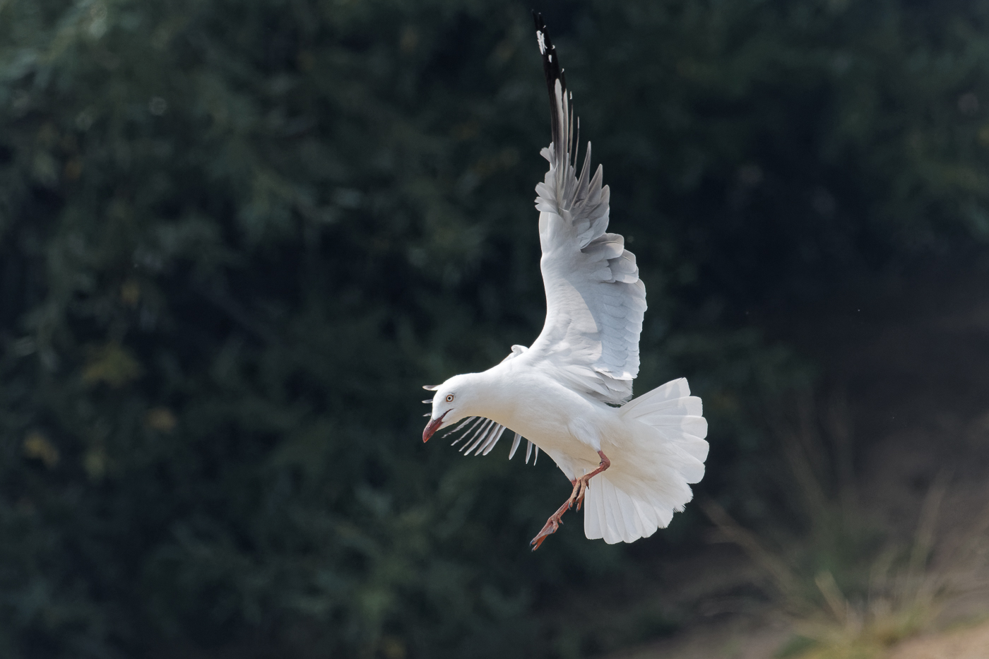 Silver Gull (Image ID 37645)