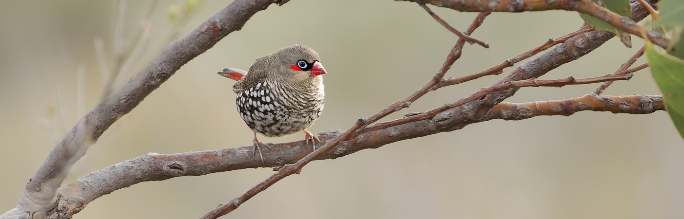 Red-eared Firetail (Image ID 37686)