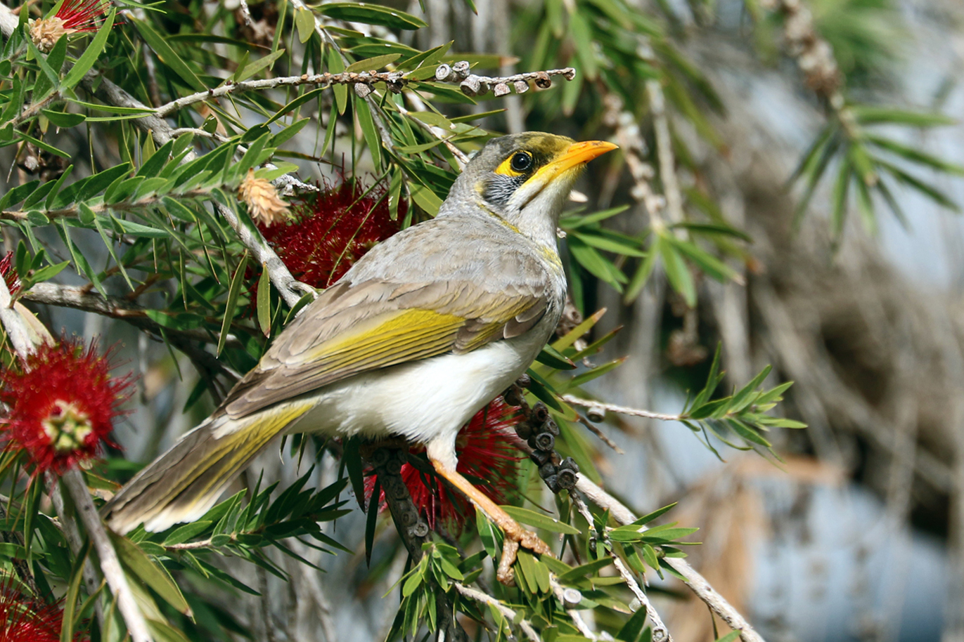 Yellow-throated Miner (Image ID 37614)
