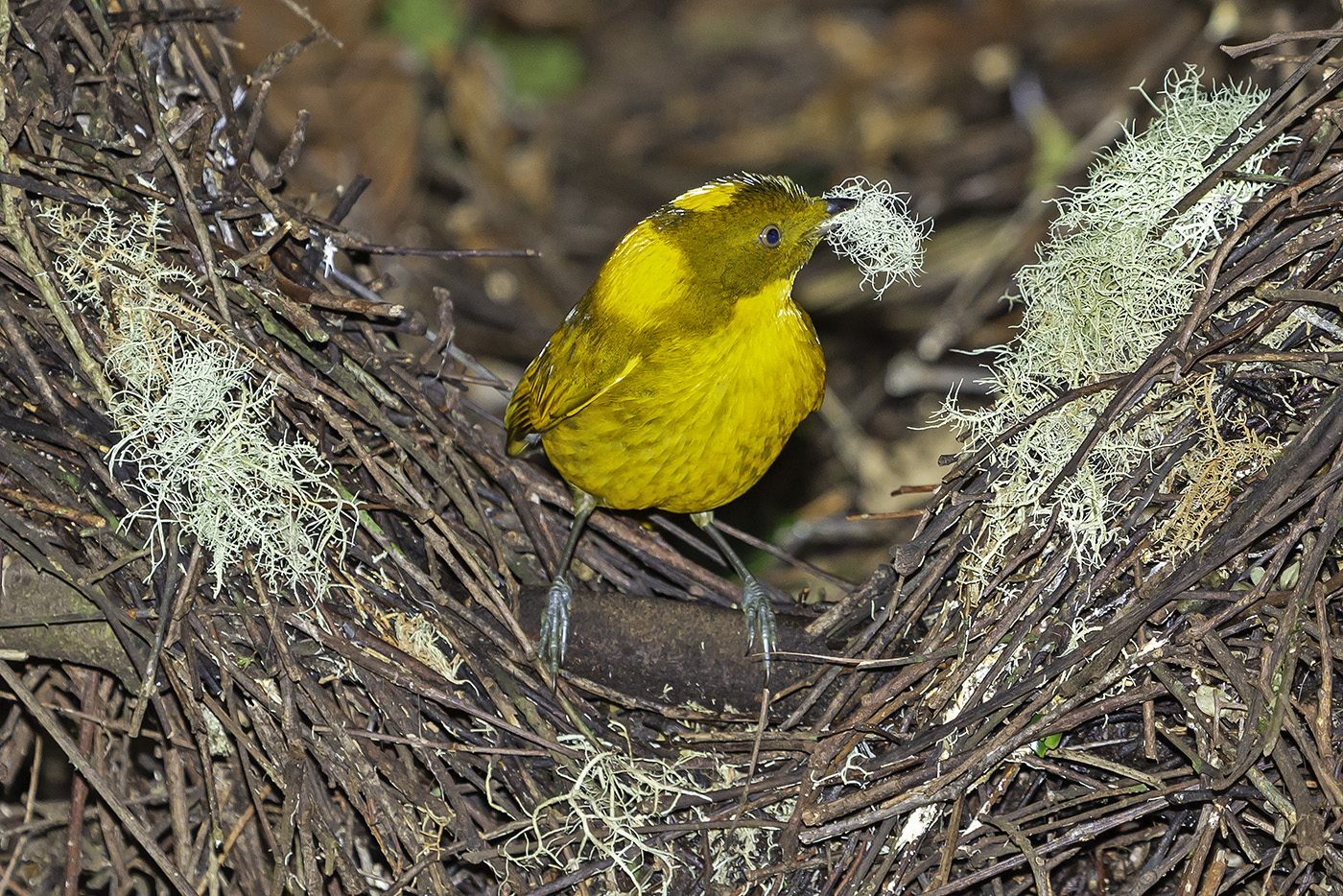 Golden Bowerbird (Image ID 37775)