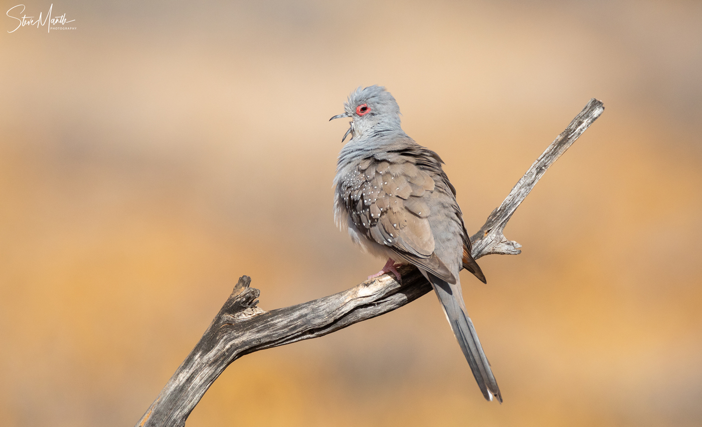 Diamond Dove (Image ID 37659)