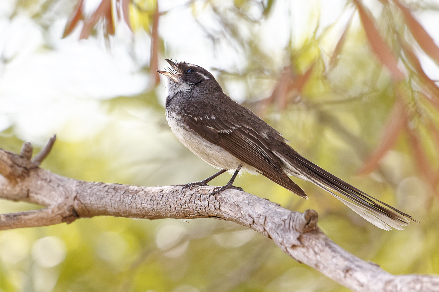 Grey Fantail (Image ID 37678)