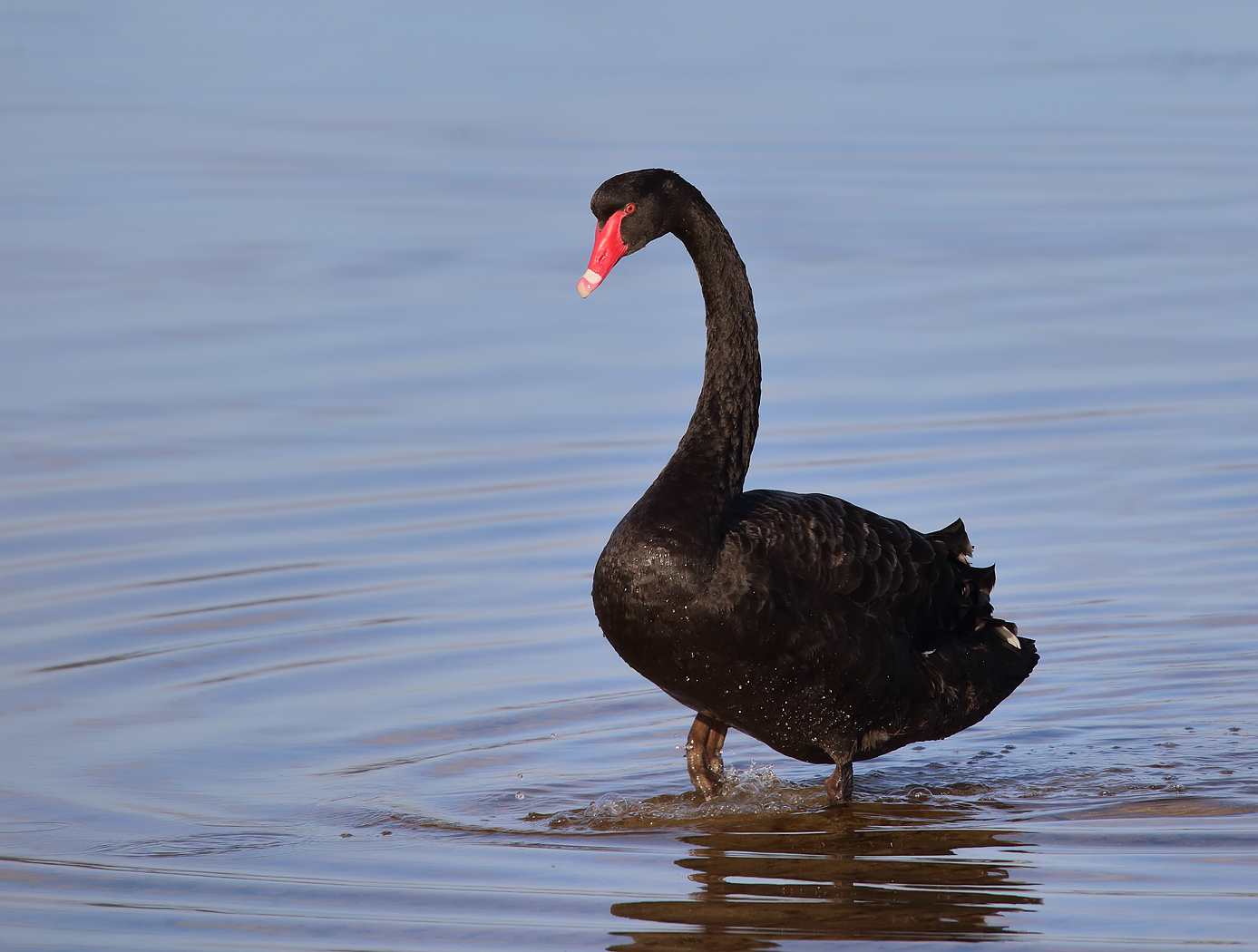 Black Swan (Image ID 37915)