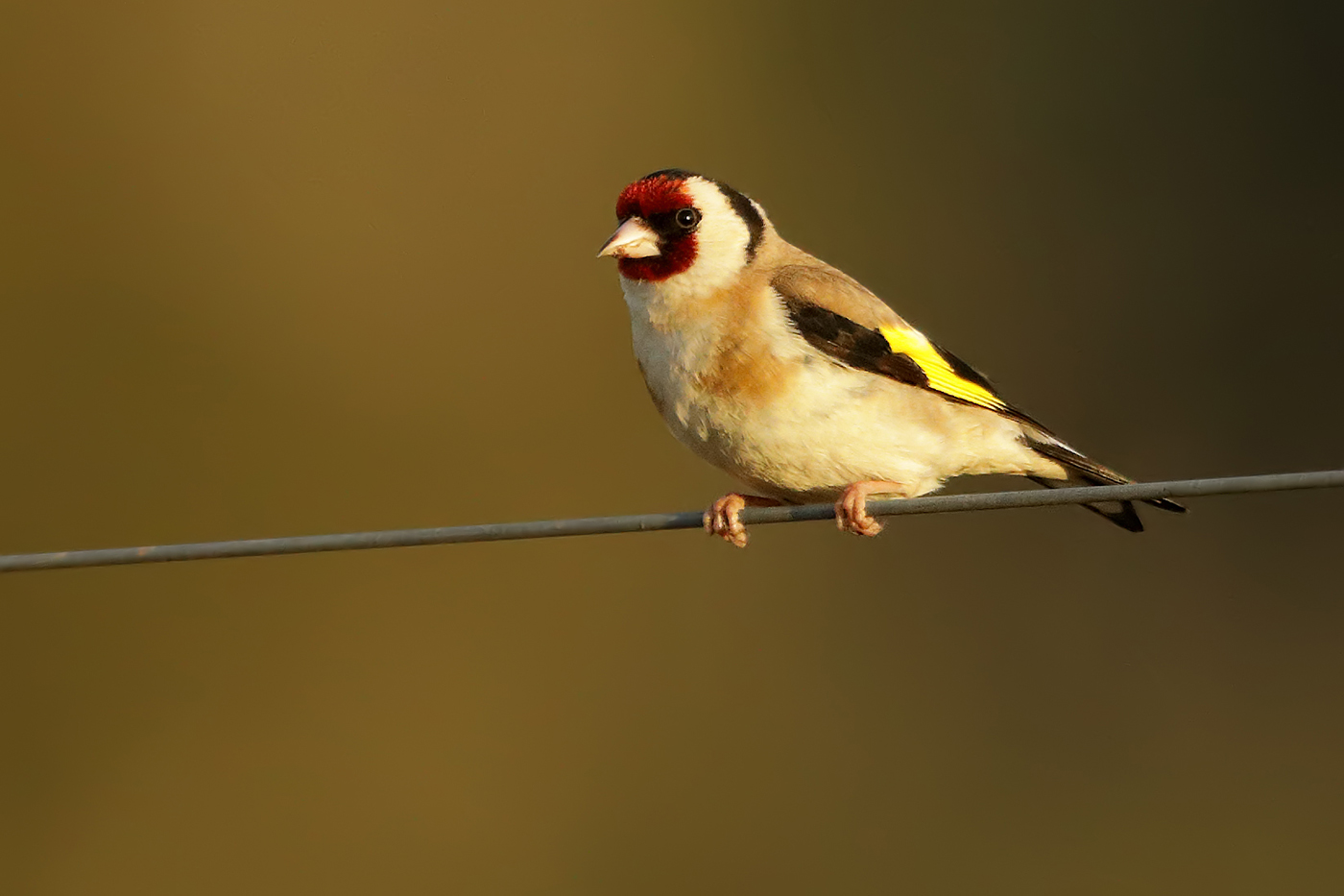 European Goldfinch (Image ID 37901)