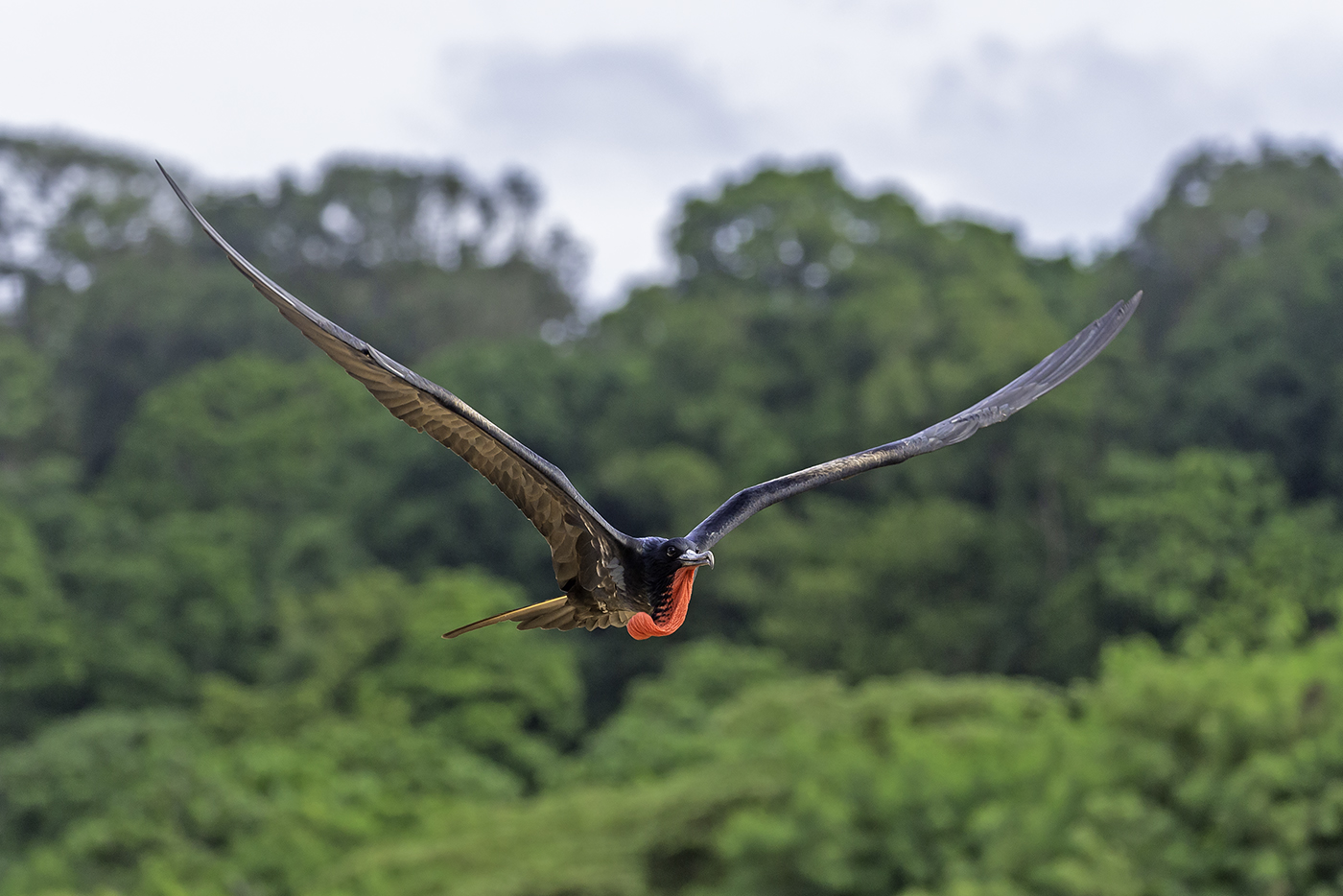 Great Frigatebird (Image ID 37906)