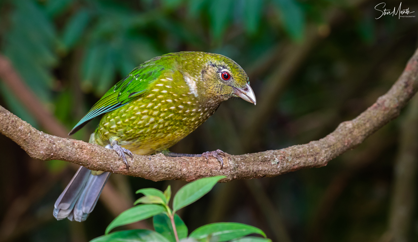 Green Catbird (Image ID 37662)