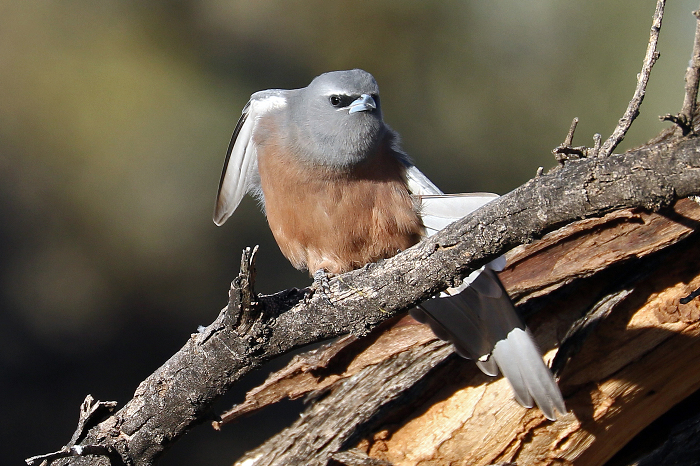 White-browed Woodswallow (Image ID 37570)