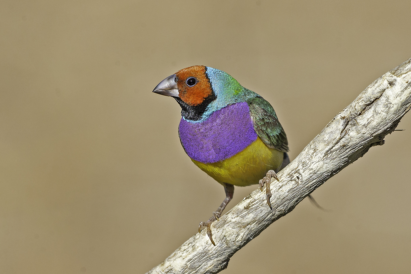 Gouldian Finch (Image ID 37854)