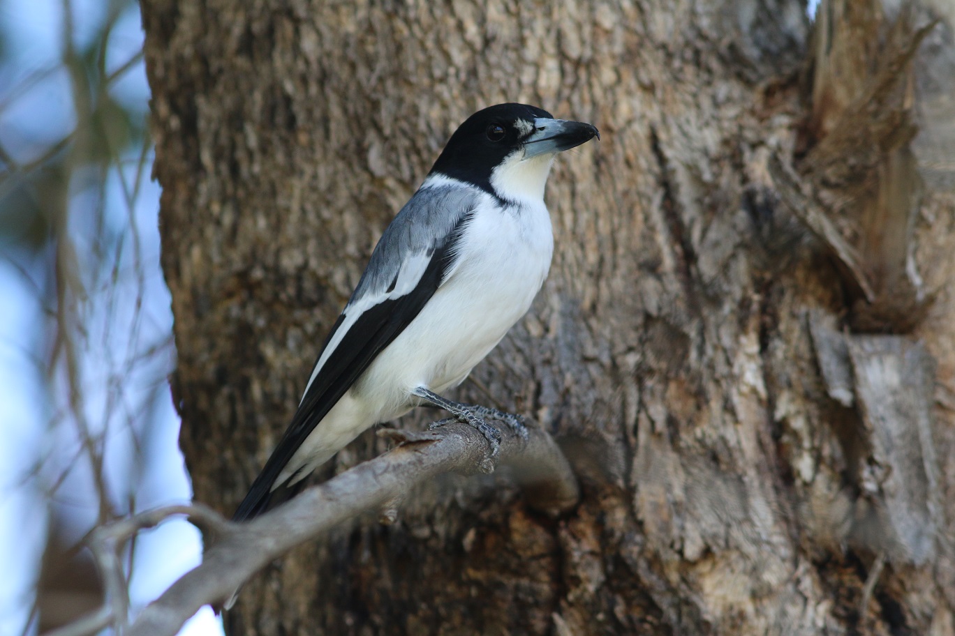 Grey Butcherbird (Image ID 37553)