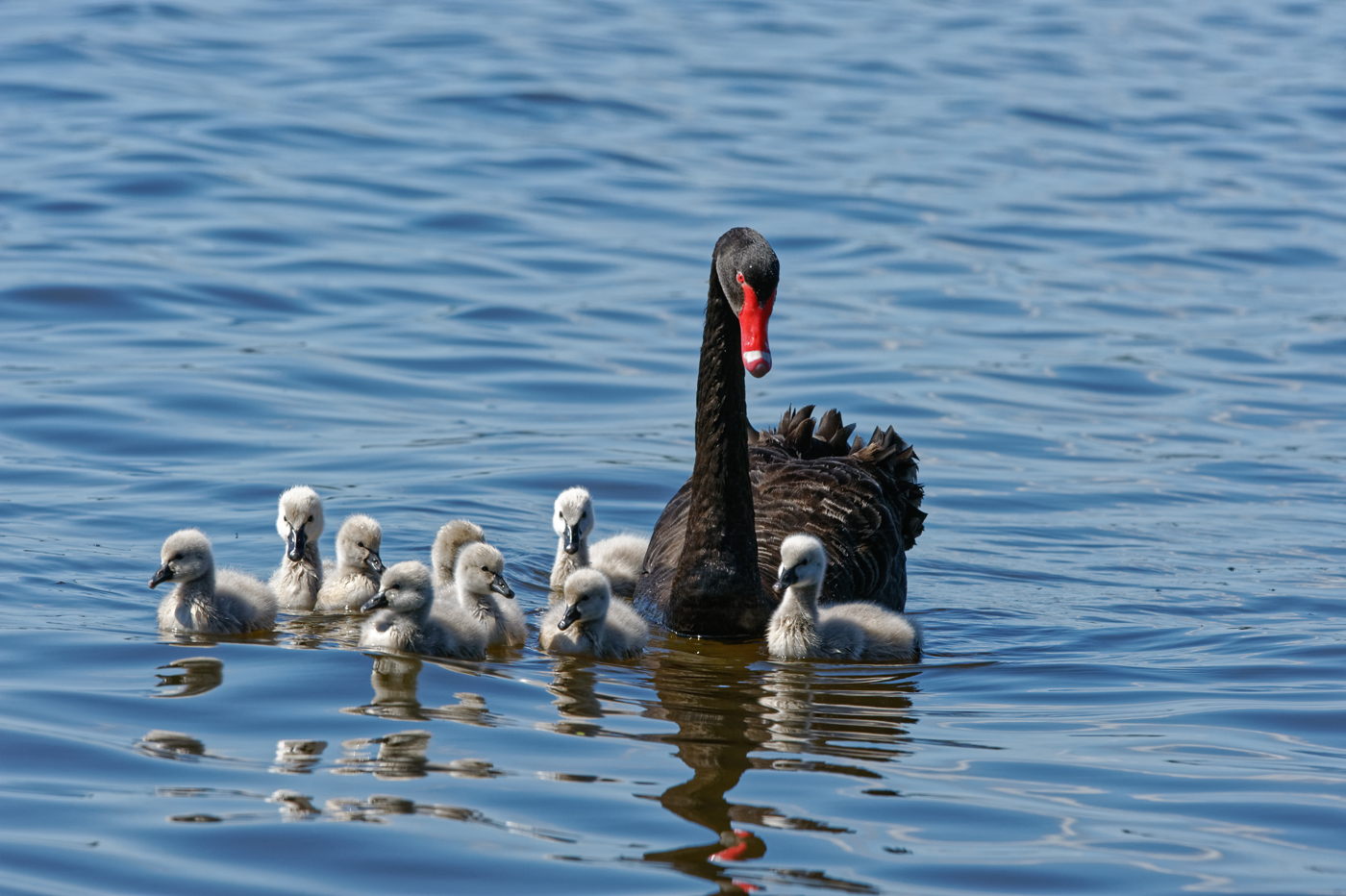 Black Swan (Image ID 37637)
