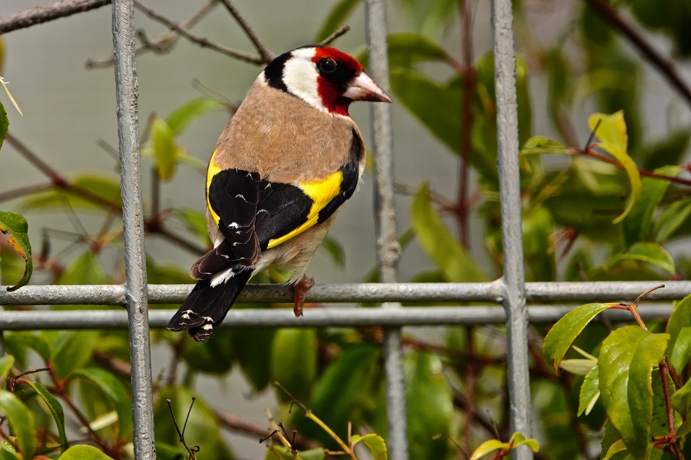 European Goldfinch (Image ID 37488)