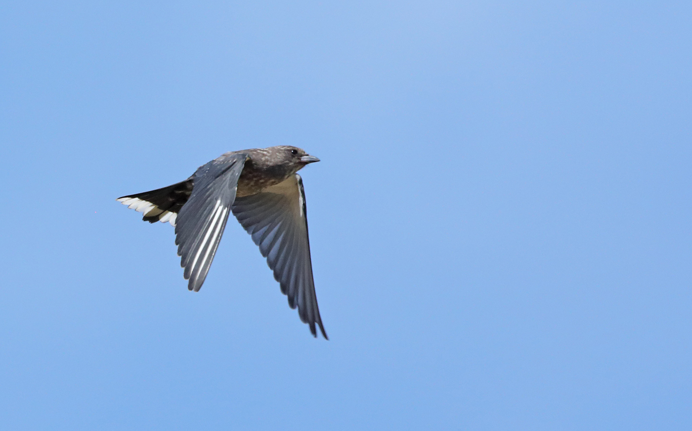 Dusky Woodswallow (Image ID 37682)
