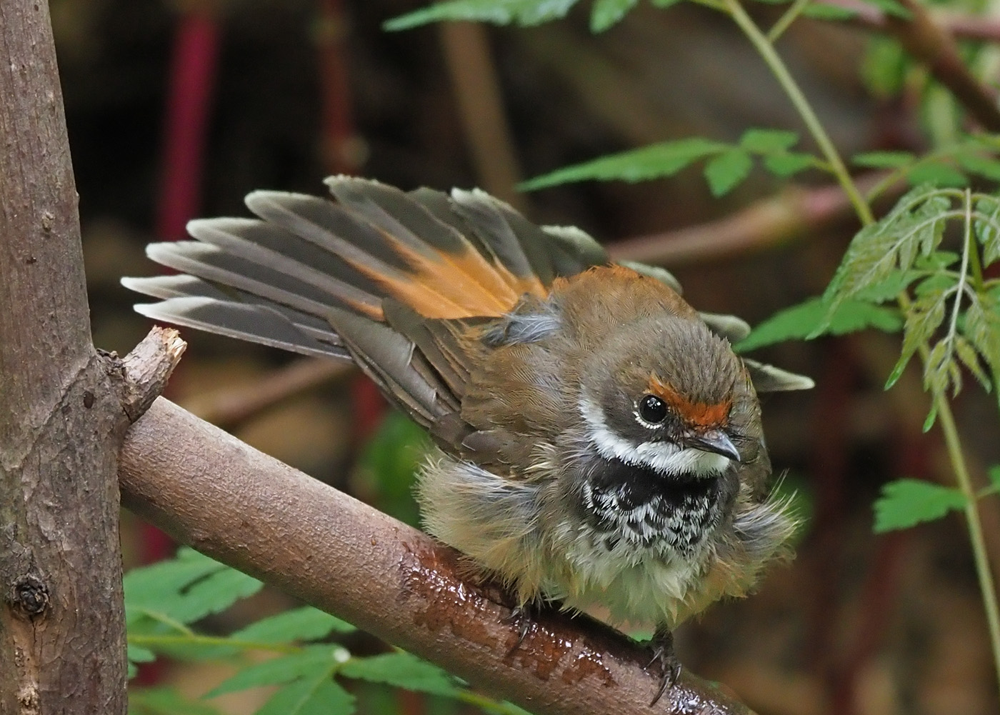 Rufous Fantail (Image ID 37635)