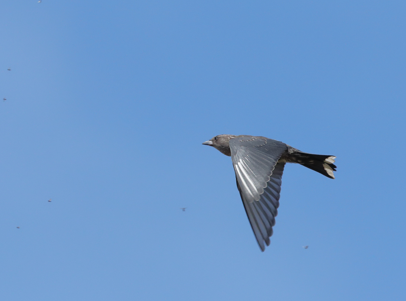 Dusky Woodswallow (Image ID 37681)
