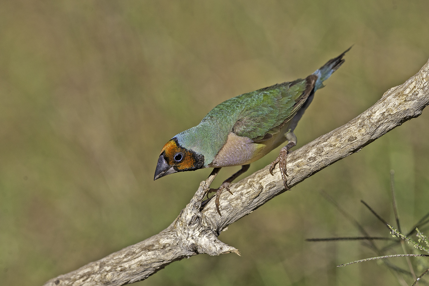 Gouldian Finch (Image ID 37855)