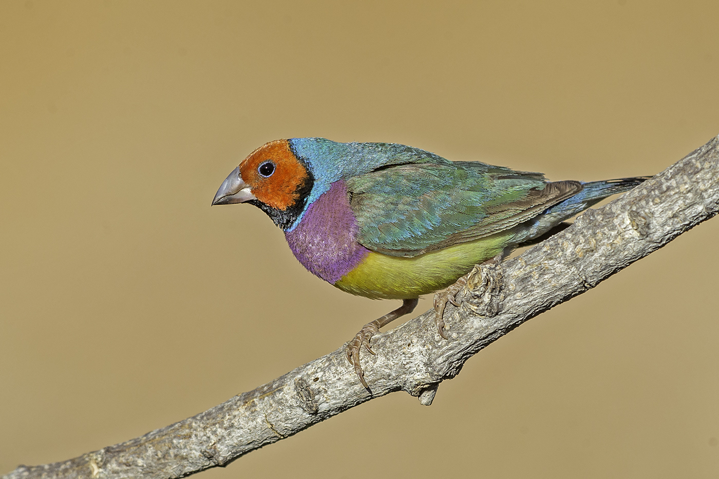 Gouldian Finch (Image ID 37841)