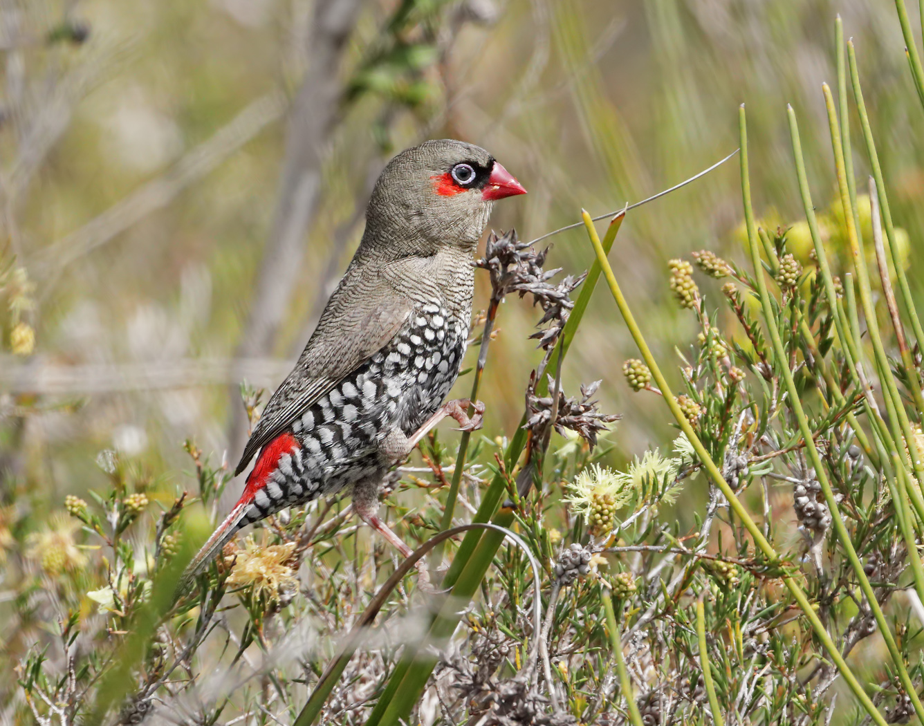 Red-eared Firetail (Image ID 37658)