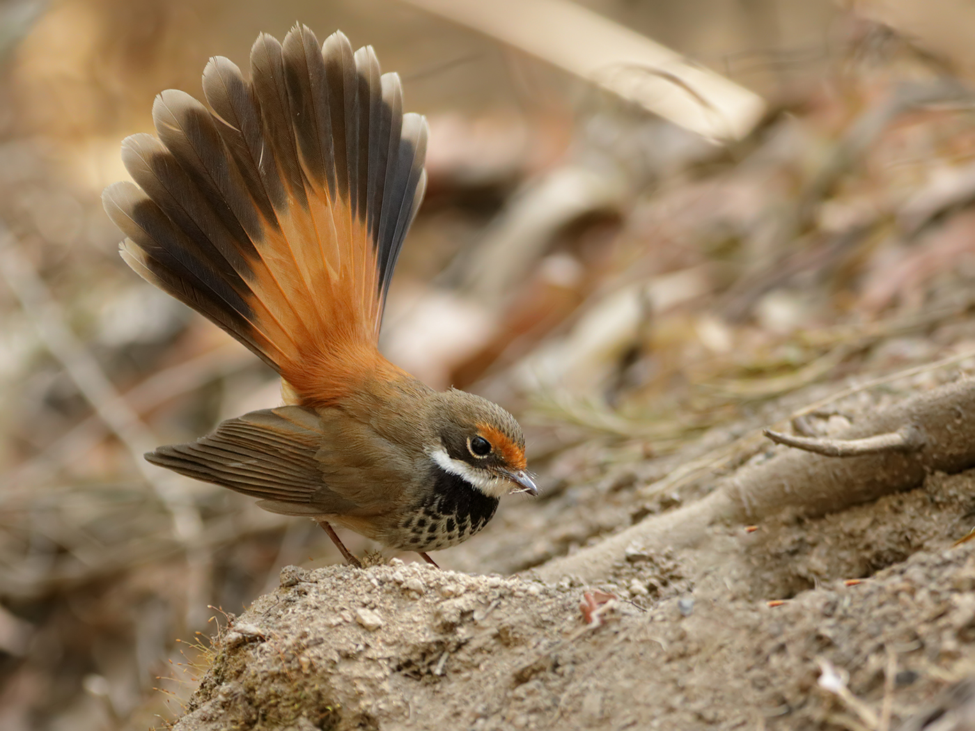 Rufous Fantail (Image ID 37769)