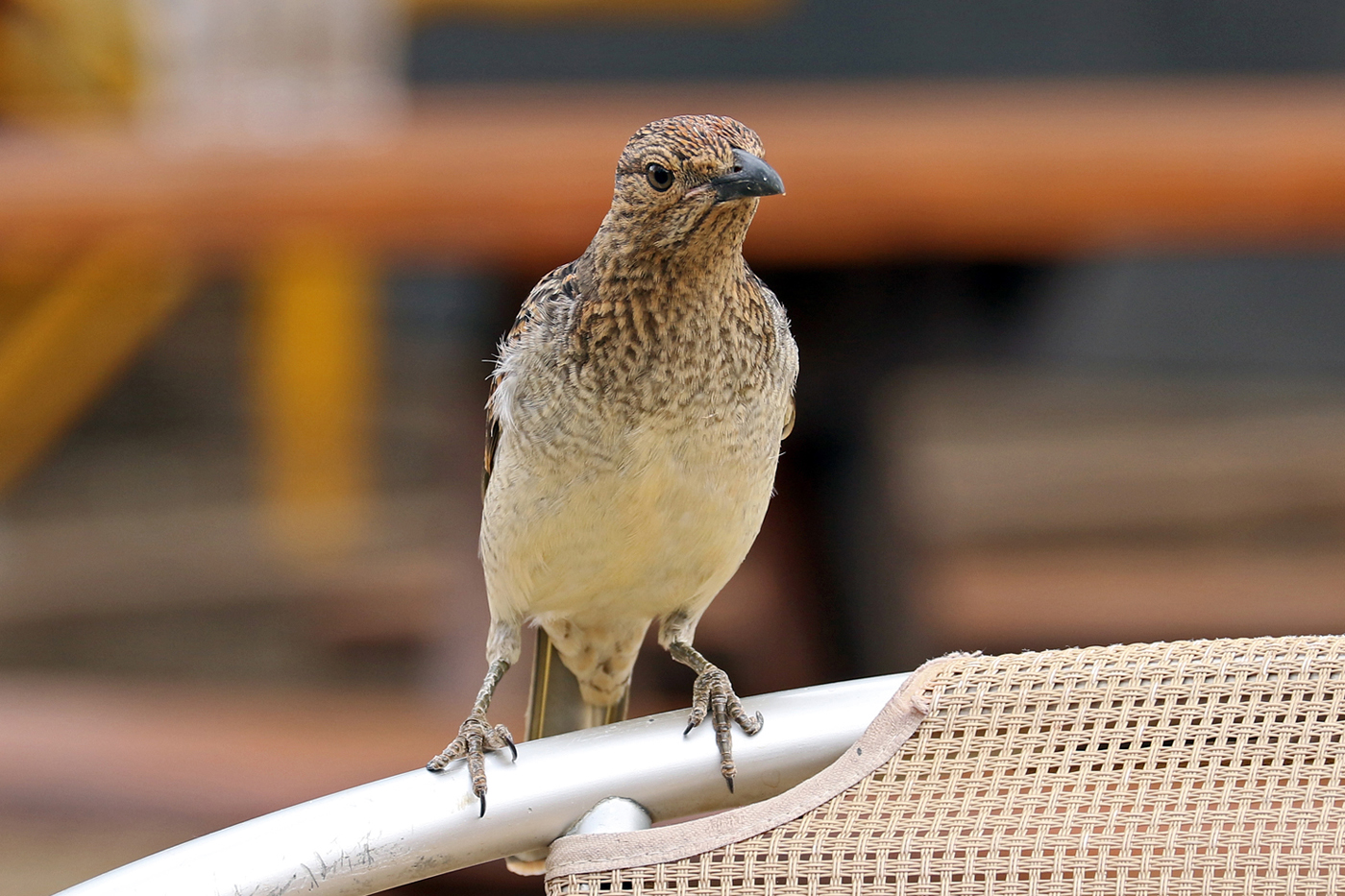 Spotted Bowerbird (Image ID 37516)