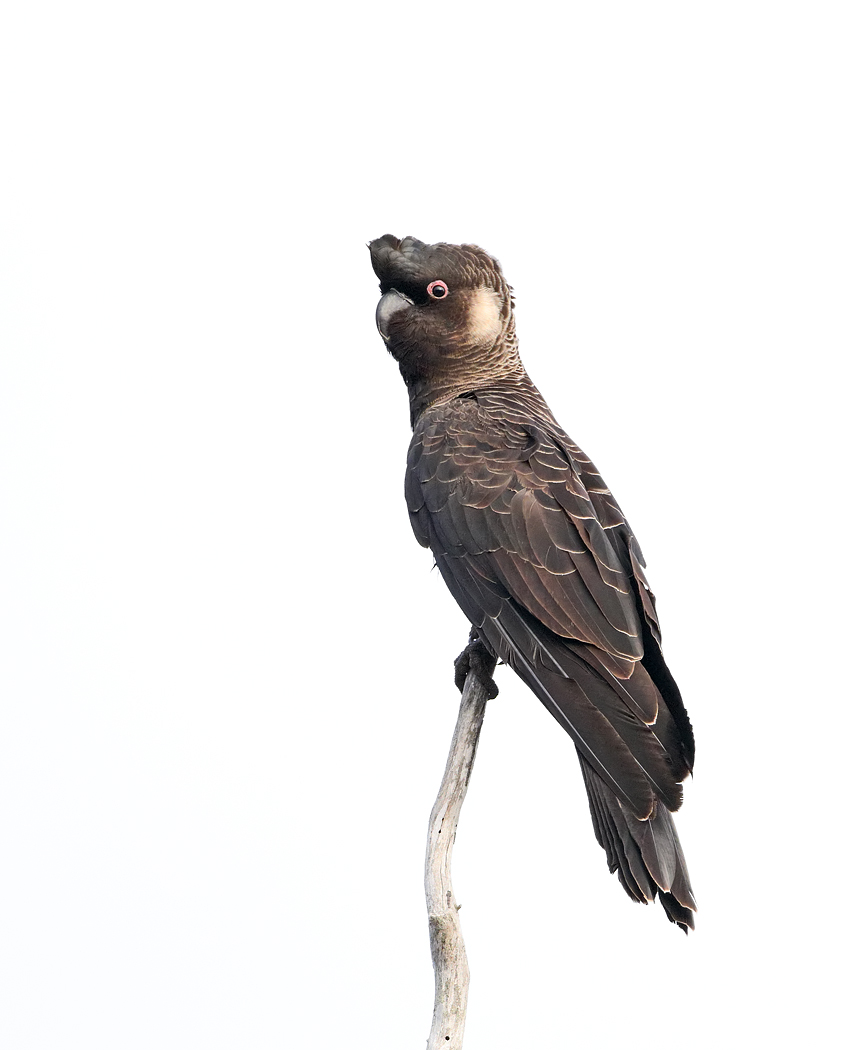 Carnaby's Black-Cockatoo (Image ID 37577)
