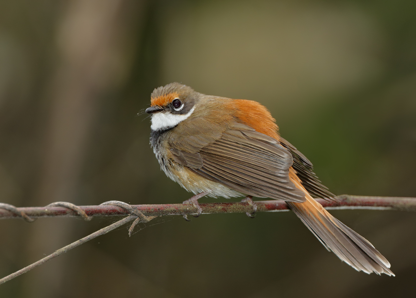 Rufous Fantail (Image ID 37507)