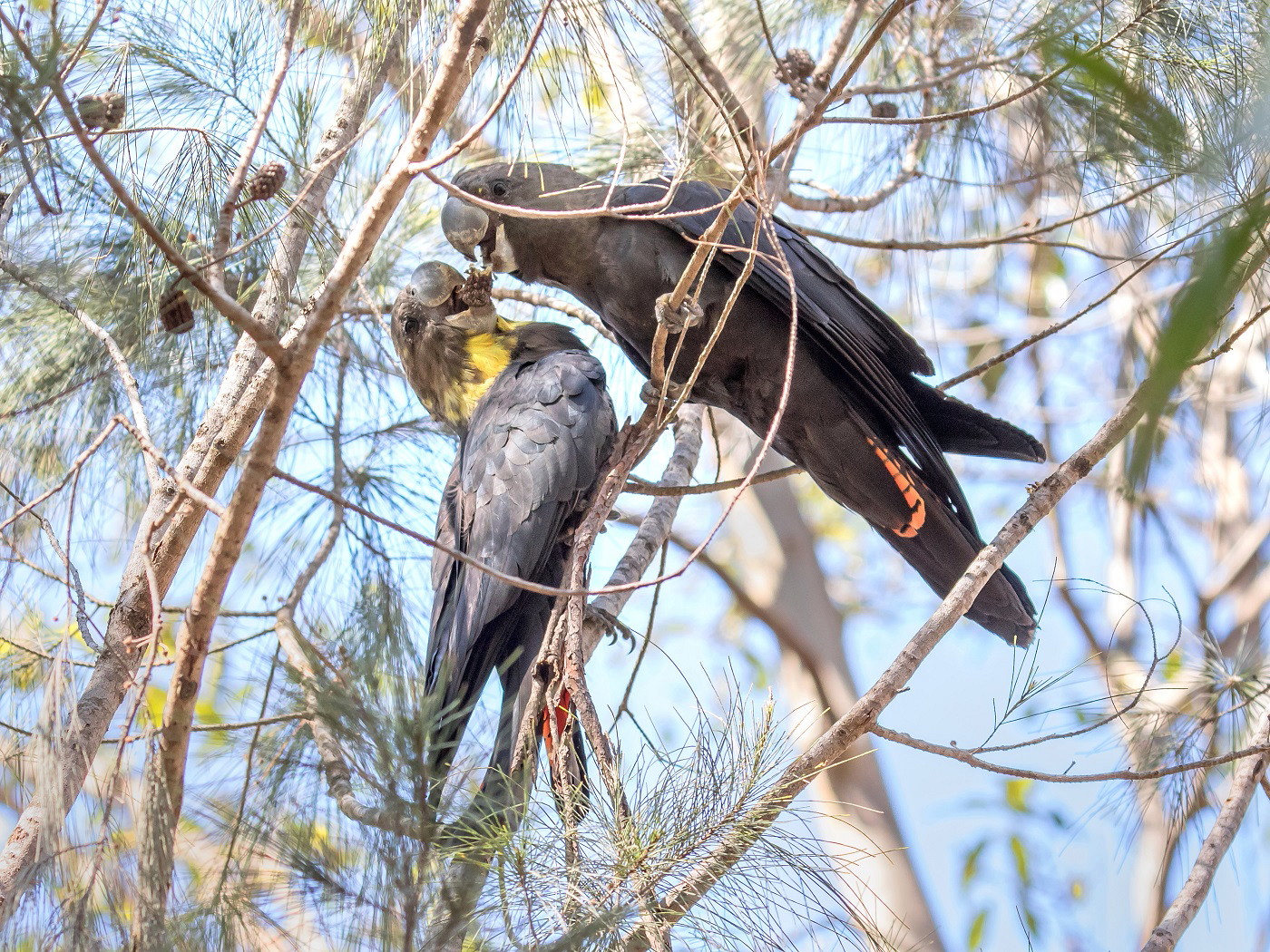 Glossy Black-Cockatoo (Image ID 37559)