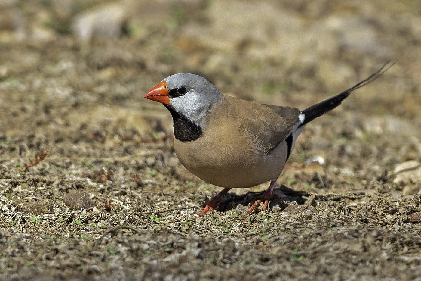 Long-tailed Finch (Image ID 37857)