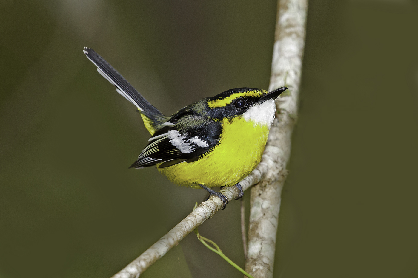 Yellow-breasted Boatbill (Image ID 37740)