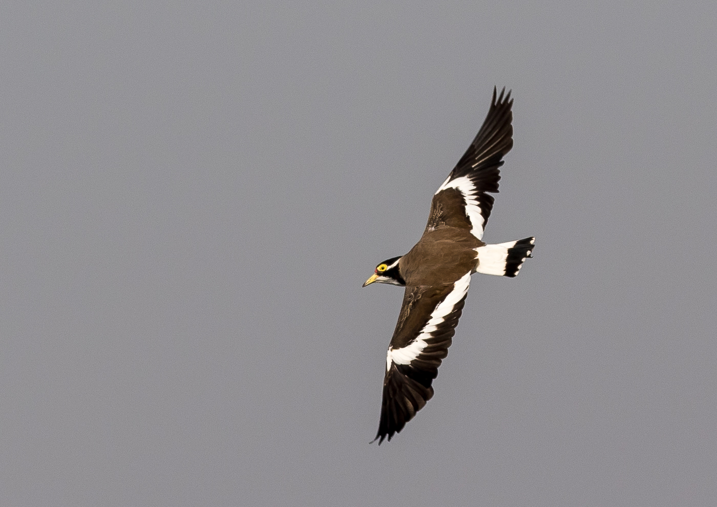 Banded Lapwing (Image ID 37786)