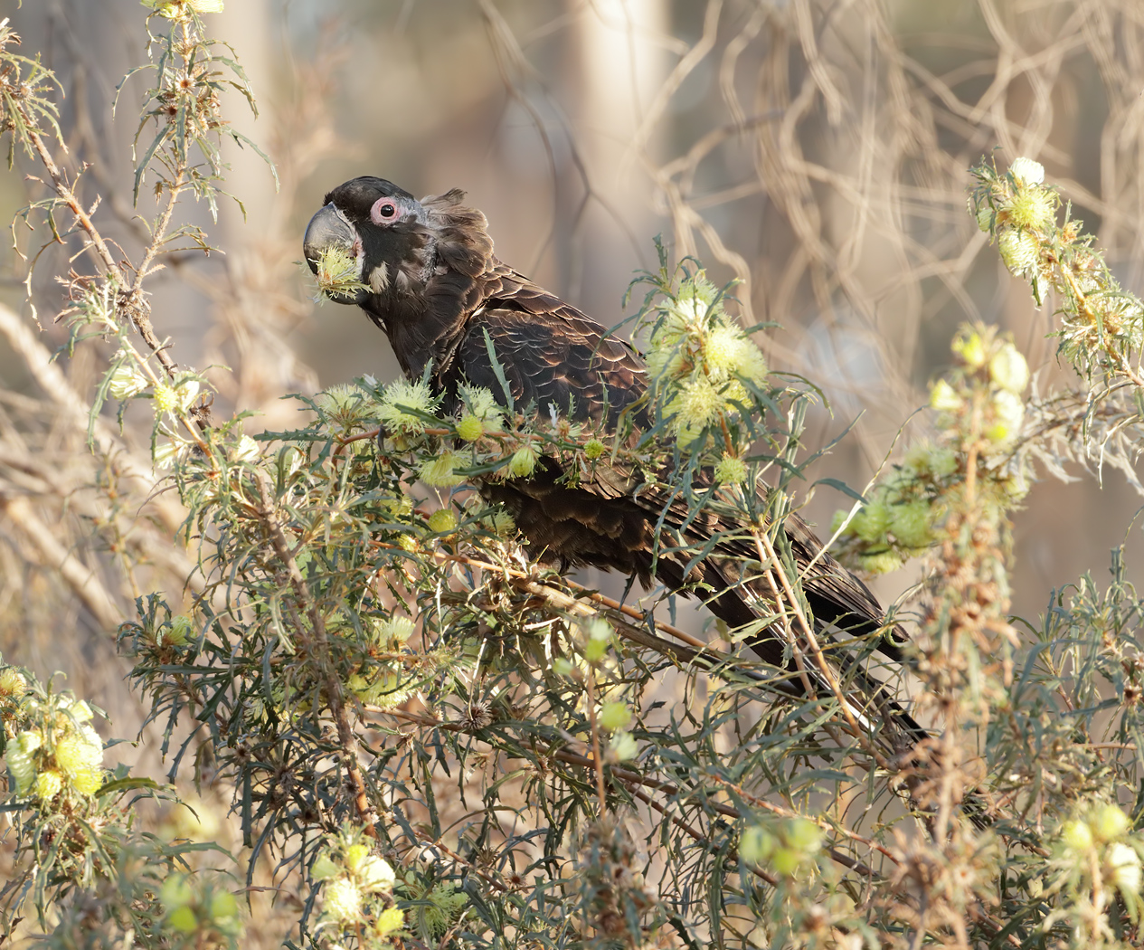 Carnaby's Black-Cockatoo (Image ID 37503)