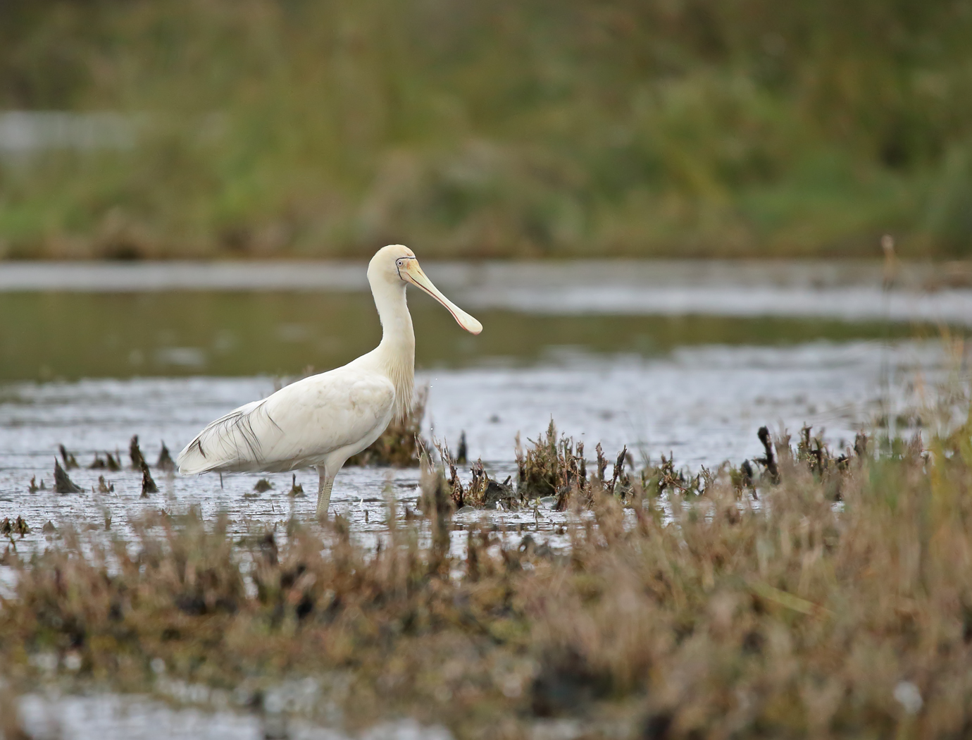 Yellow-billed Spoonbill (Image ID 37716)