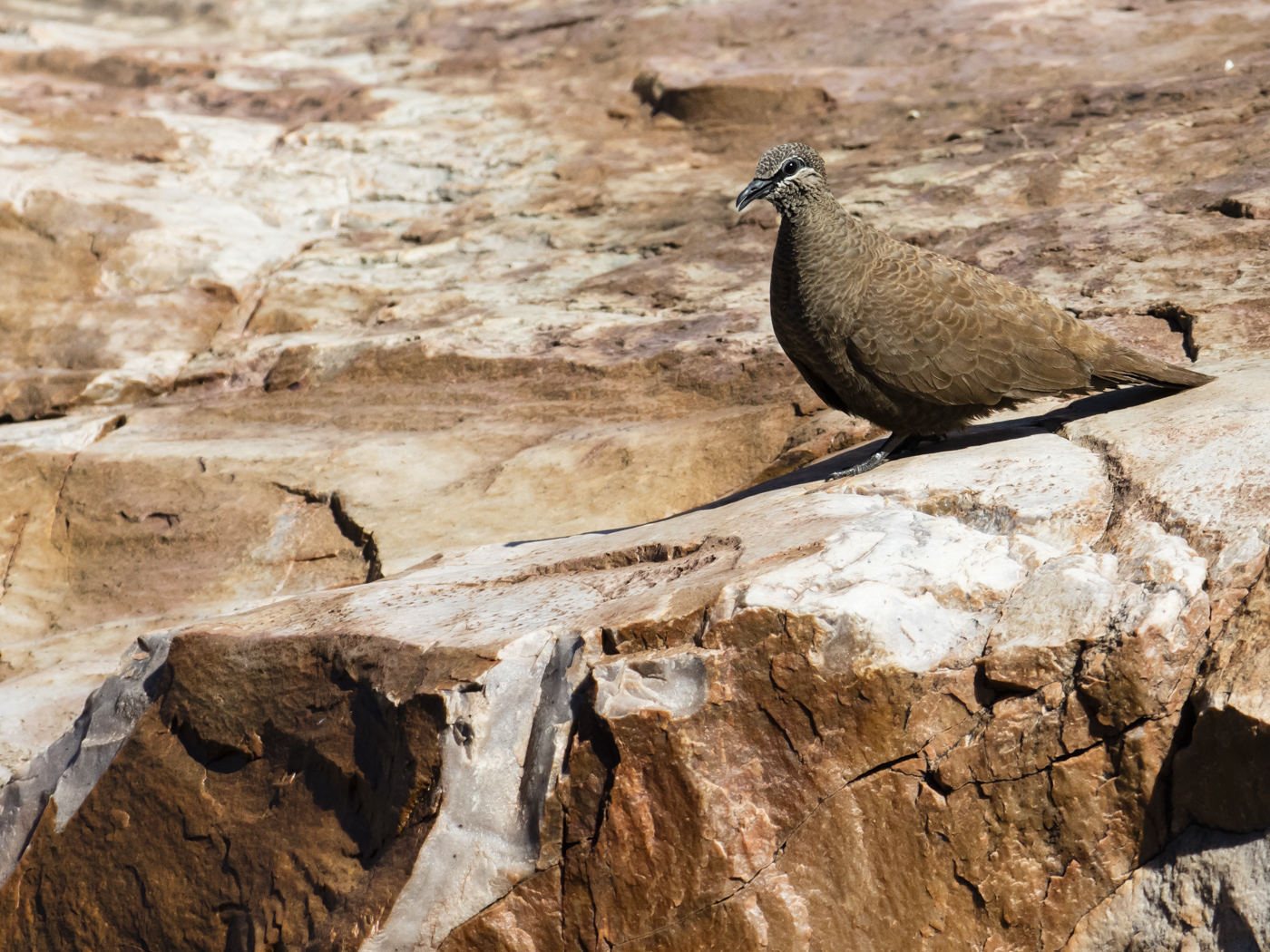 White-quilled Rock-Pigeon (Image ID 38533)