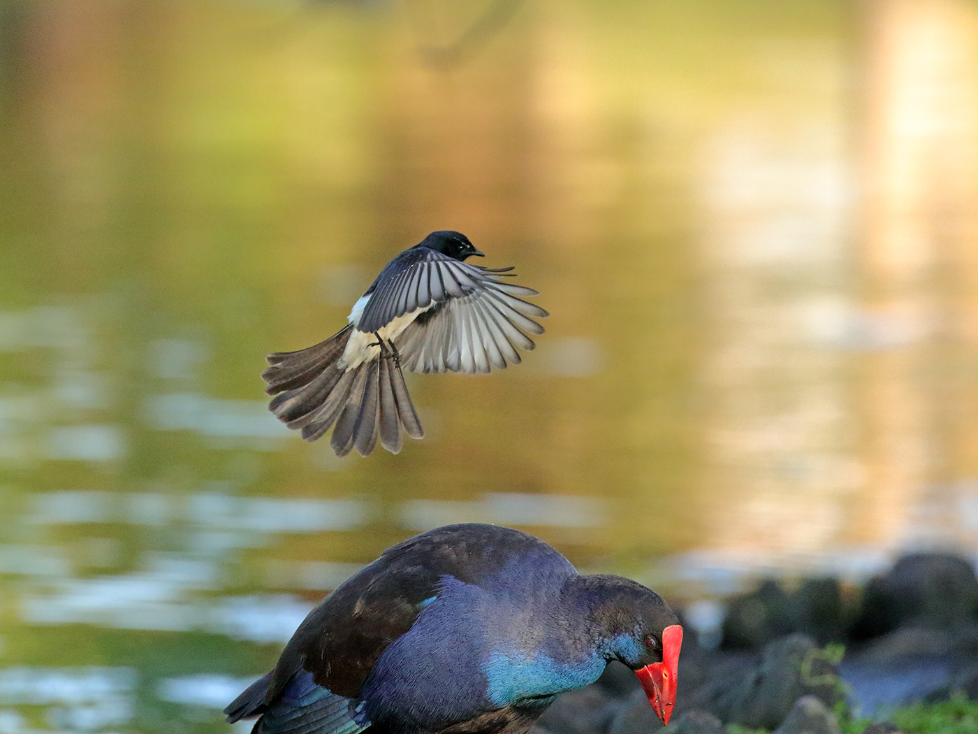 Purple Swamphen, Willie Wagtail (Image ID 38159)