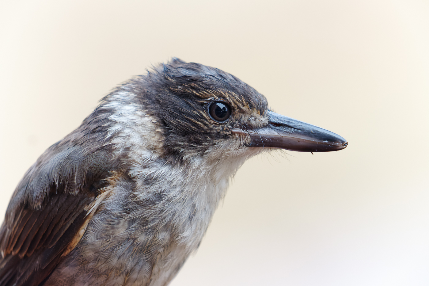 Grey Butcherbird (Image ID 37995)