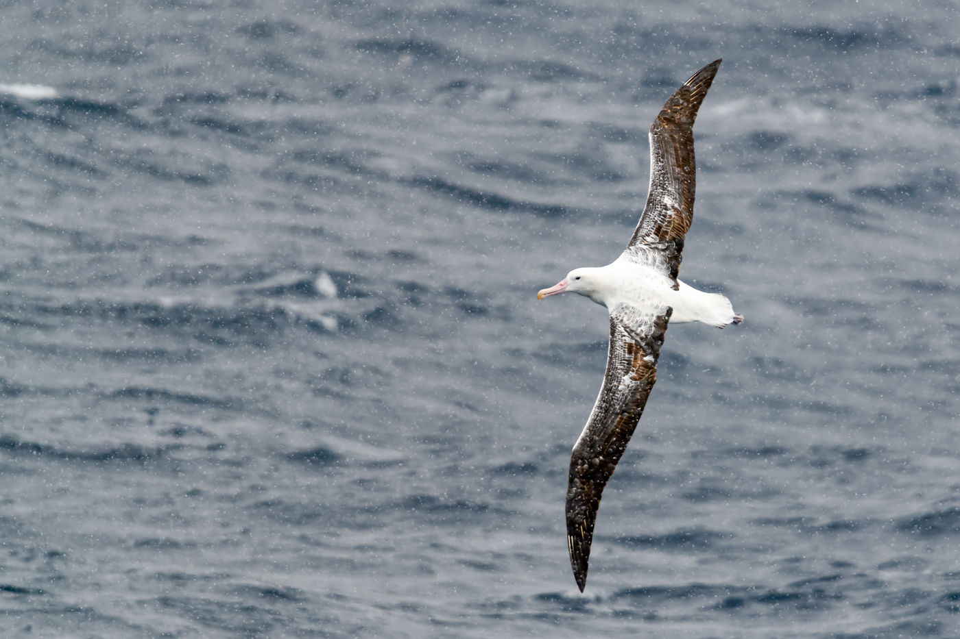 Southern Royal Albatross (Image ID 37955)