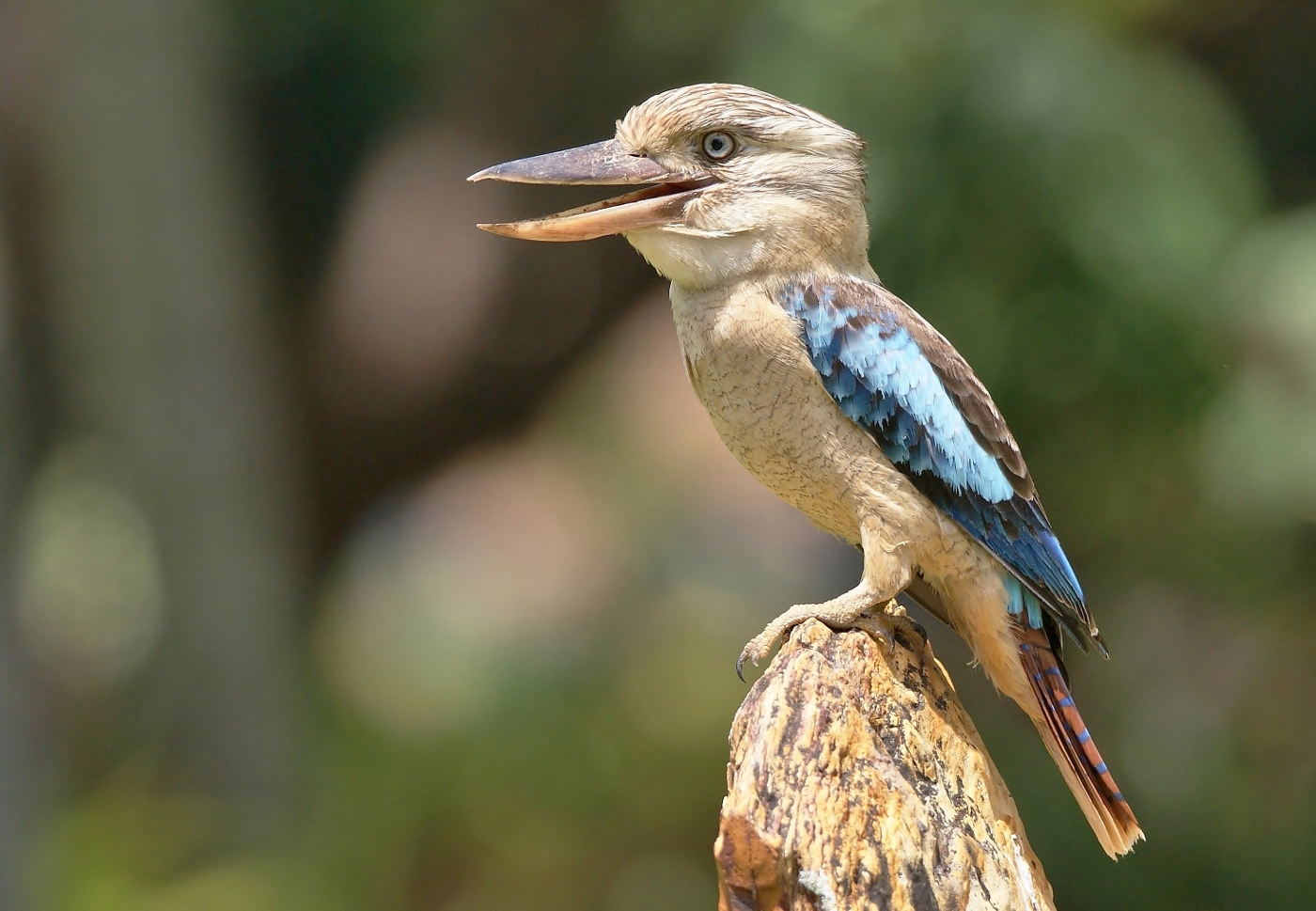 Blue-winged Kookaburra (Image ID 38012)