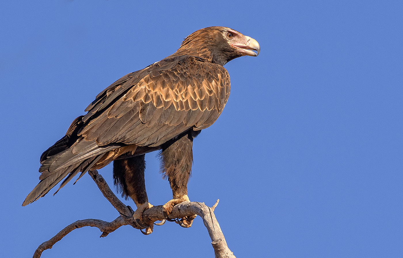 Wedge-tailed Eagle (Image ID 38425)