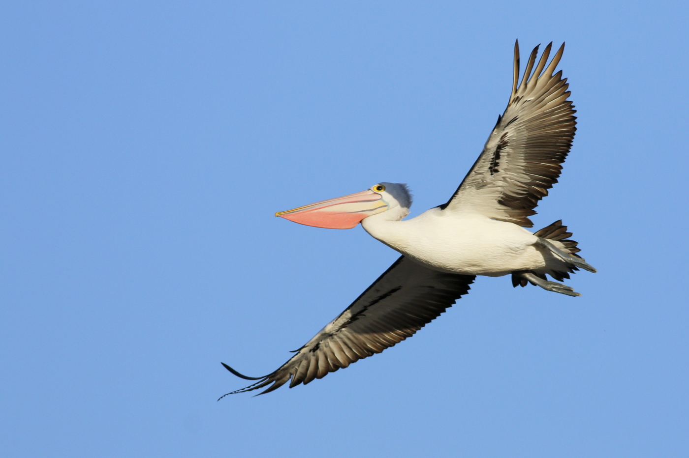 Australian Pelican (Image ID 38087)